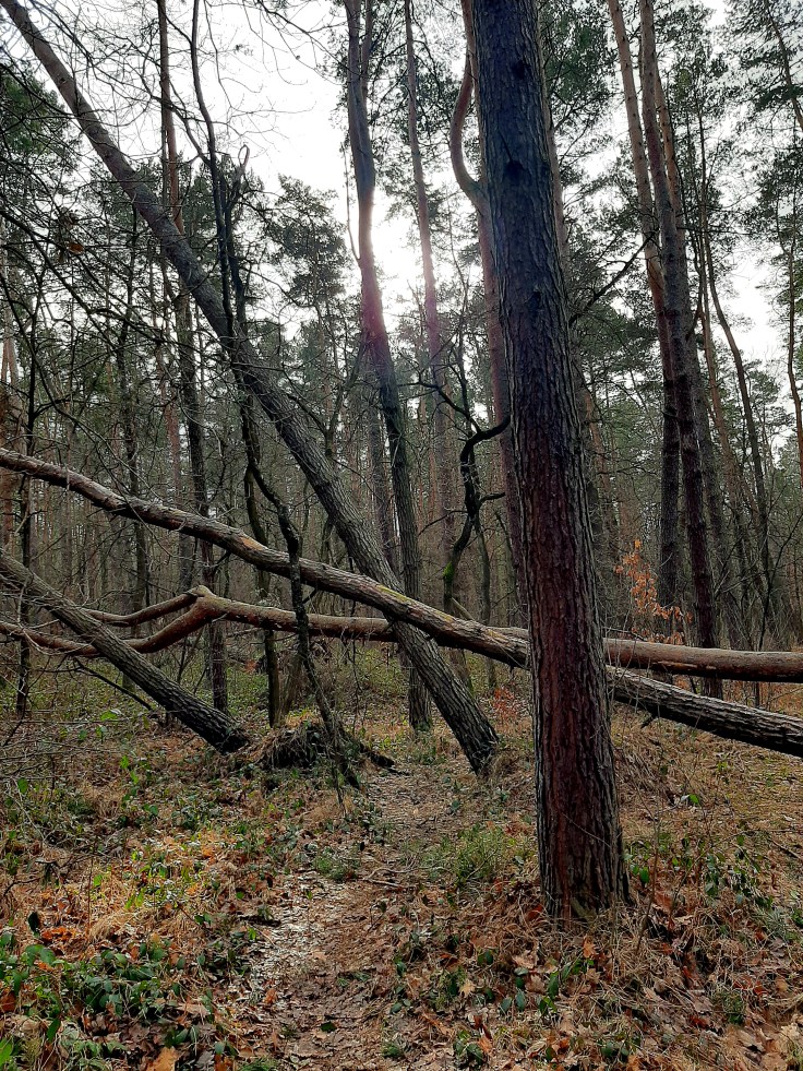 Dyktatura neurotypowych