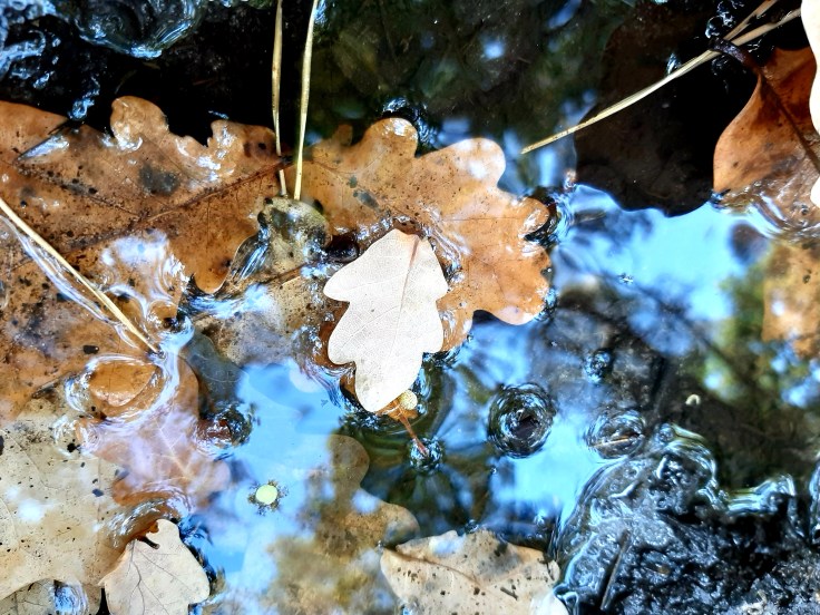 Górski świat Hansa