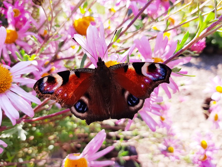 Aspergerowy neofita [po&nbsp;diagnozie]