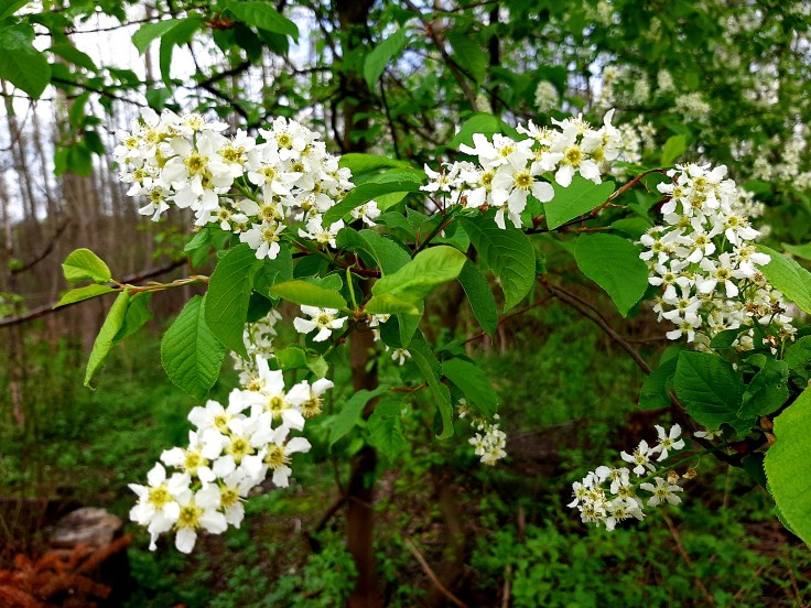 Jak rozumieć emocje?