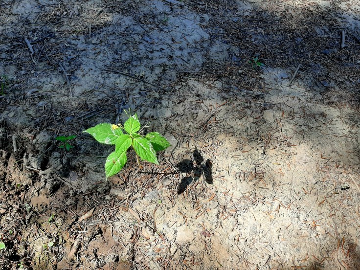 Urodziny, imieniny, rocznice