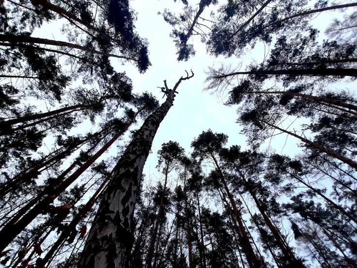 Fałszywe założenia po diagnozie Aspergera / spektrum autyzmu [po&nbsp;diagnozie]