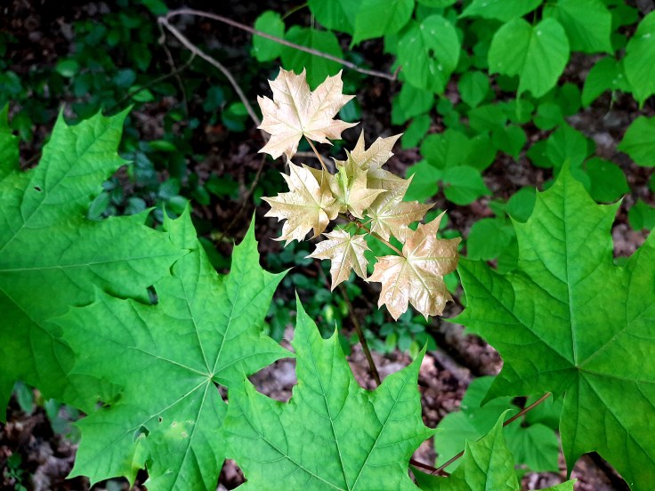 Kiedy przyjdzie melt?