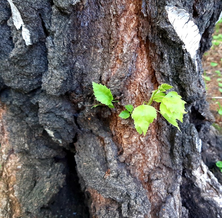 Życie – brzydki dowcip