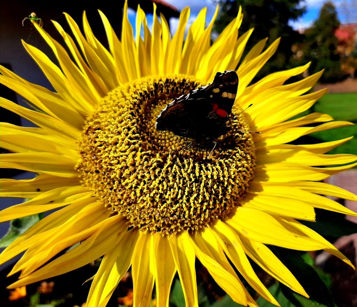Zespół Aspergera i brak zaufania
