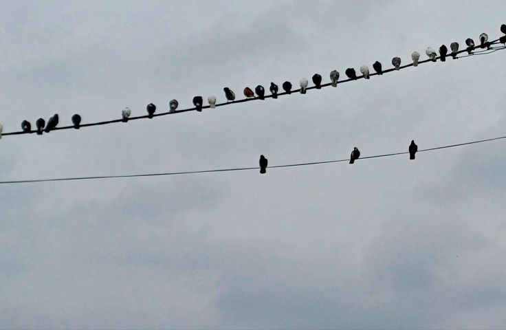 Różnice czy podobieństwa?