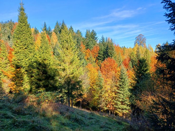 Dzień odpoczynku dla zszarganych nerwów