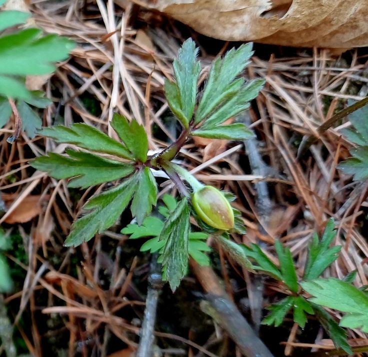 Świąteczna kakofonia