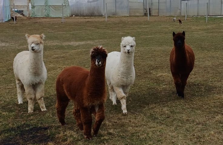 Apteka / Neurotypowa logika 5