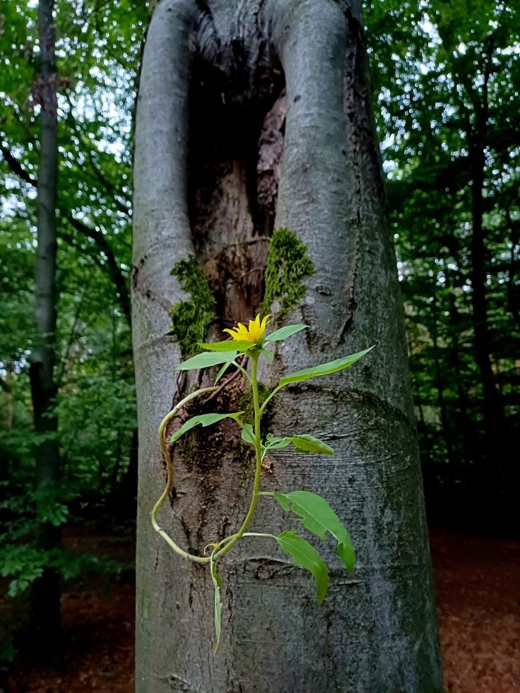 Dziewczyny, kobiety z autyzmem – pomóżcie! :)